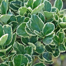 Afbeelding in Gallery-weergave laden, Euonymus japonicus &#39;Kathy&#39; - Tuinplantenloods
