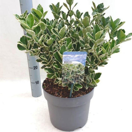 Euonymus japonicus 'Kathy' - Tuinplantenloods