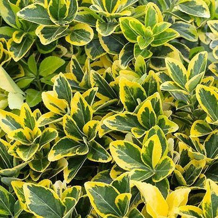 Euonymus japonicus 'Marieke' - Tuinplantenloods