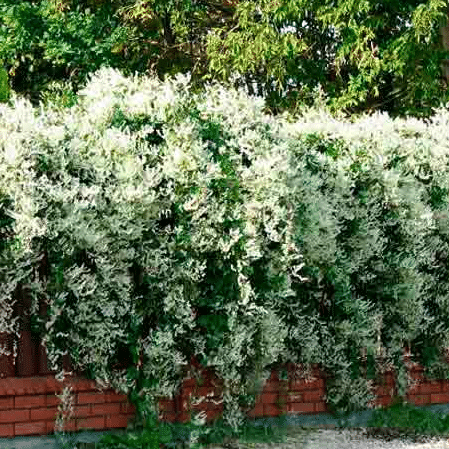 Fallopia baldschuanica - Chinese Bruidssluier