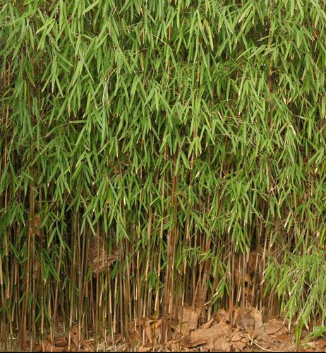 Fargesia 'Jiuzhaigou 1' - Niet woekerende bamboe