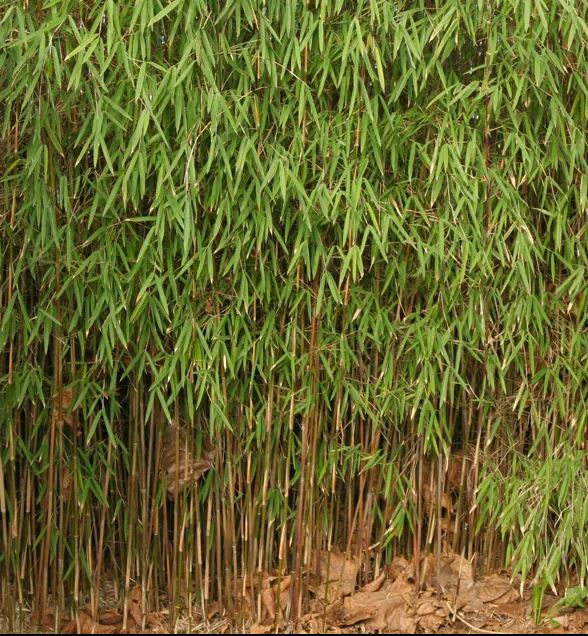 Fargesia 'Jiuzhaigou 1' - Niet woekerende bamboe