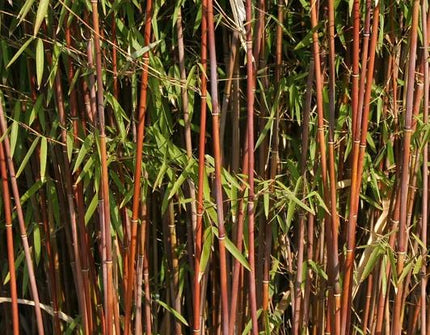 Fargesia 'Jiuzhaigou 1' - Niet woekerende bamboe
