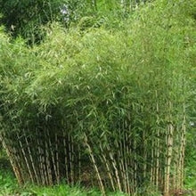 Afbeelding in Gallery-weergave laden, Fargesia robusta &#39;Campbell&#39; (Niet woekerende bamboe)
