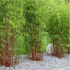 Fargesia scabrida 'Asian Wonder' - Niet woekerende bamboe