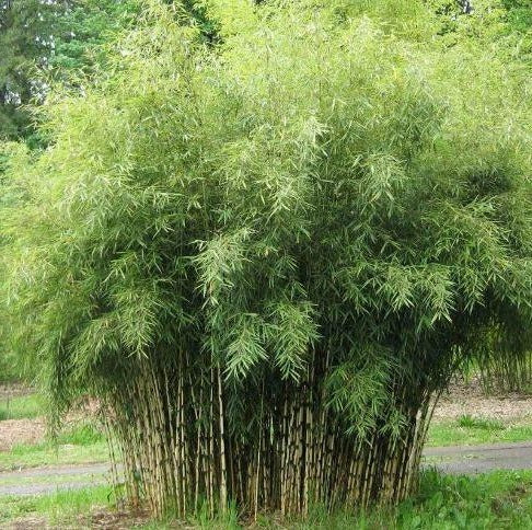 poeder proza Mantsjoerije Fargesia murieliae 'Jumbo' - Niet woekerende bamboe – Tuinplantenloods