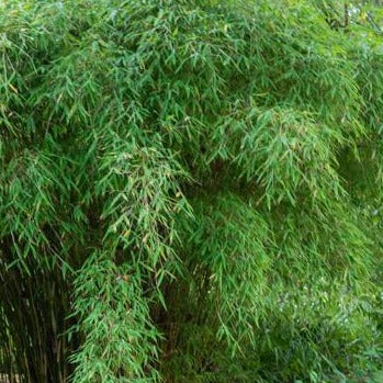 Fargesia murieliae 'Simba' (Niet woekerende bamboe)