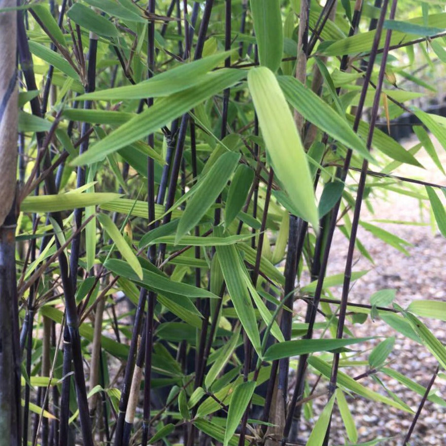 Fargesia nitida 'Black Pearl' (Niet woekerende bamboe)