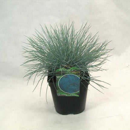 Festuca glauca 'Elijah Blue' - Blauw schapengras