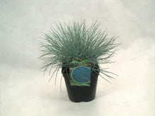 Afbeelding in Gallery-weergave laden, Festuca glauca &#39;Elijah Blue&#39; - Blauw schapengras
