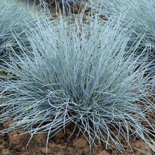 Afbeelding in Gallery-weergave laden, Festuca glauca &#39;Elijah Blue&#39; - Blauw schapengras
