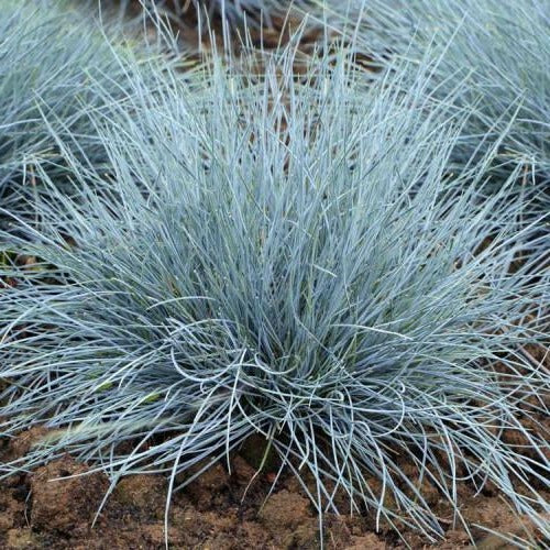 Festuca glauca 'Elijah Blue' - Blauw schapengras