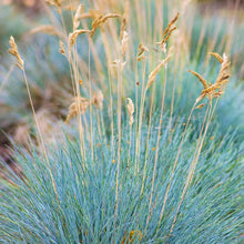 Afbeelding in Gallery-weergave laden, Festuca glauca &#39;Elijah Blue&#39; - Blauw schapengras
