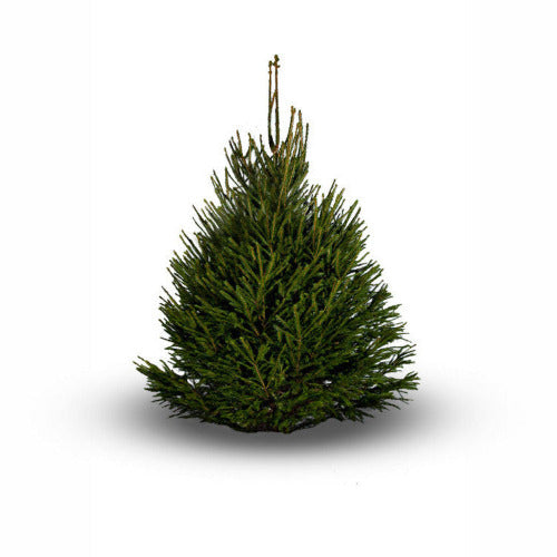 Fijnspar-Picea Abies Kerstboom 
