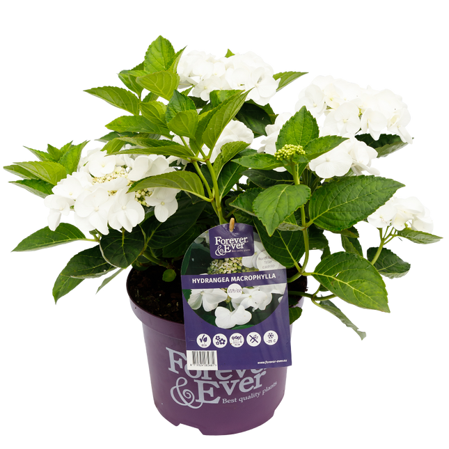 Hydrangea macr. Forever & Ever® Hortensia Wit