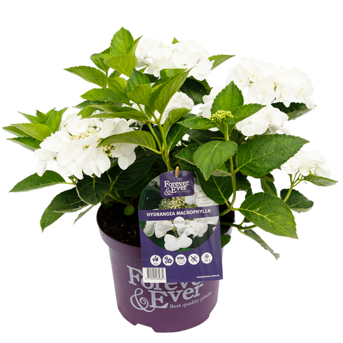 Hydrangea macr. Forever & Ever® Hortensia Wit