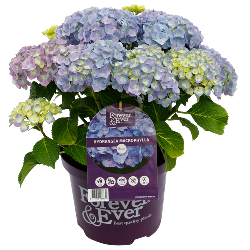 Hydrangea macr. Forever & Ever® Blauw Hortensia