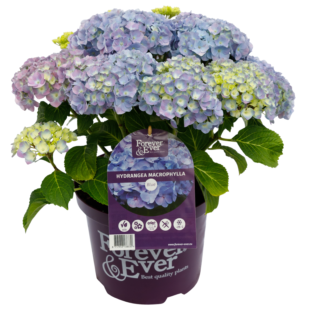 Hydrangea macr. Forever & Ever® Blauw Hortensia