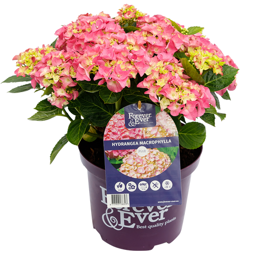 Hydrangea macr. Forever & Ever® Hortensia Roze