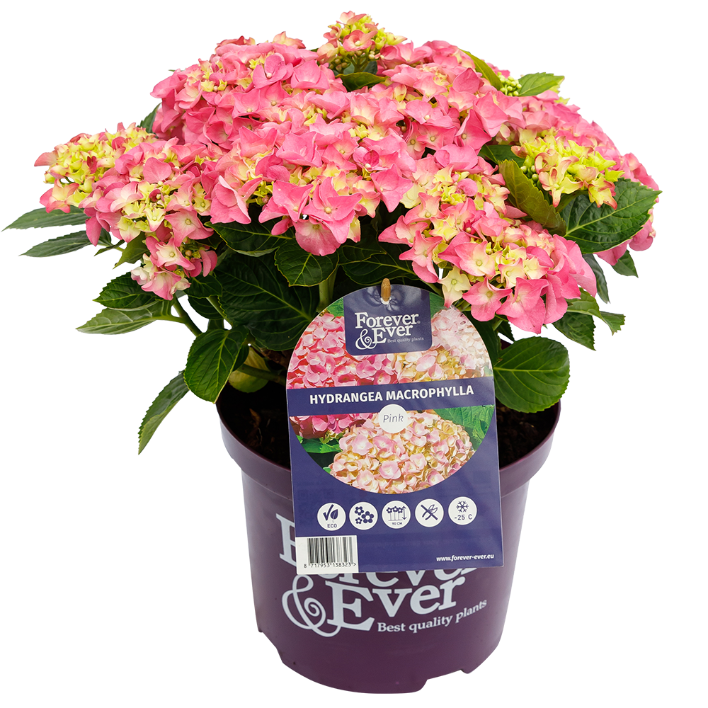 Hydrangea macr. Forever & Ever® Hortensia Roze