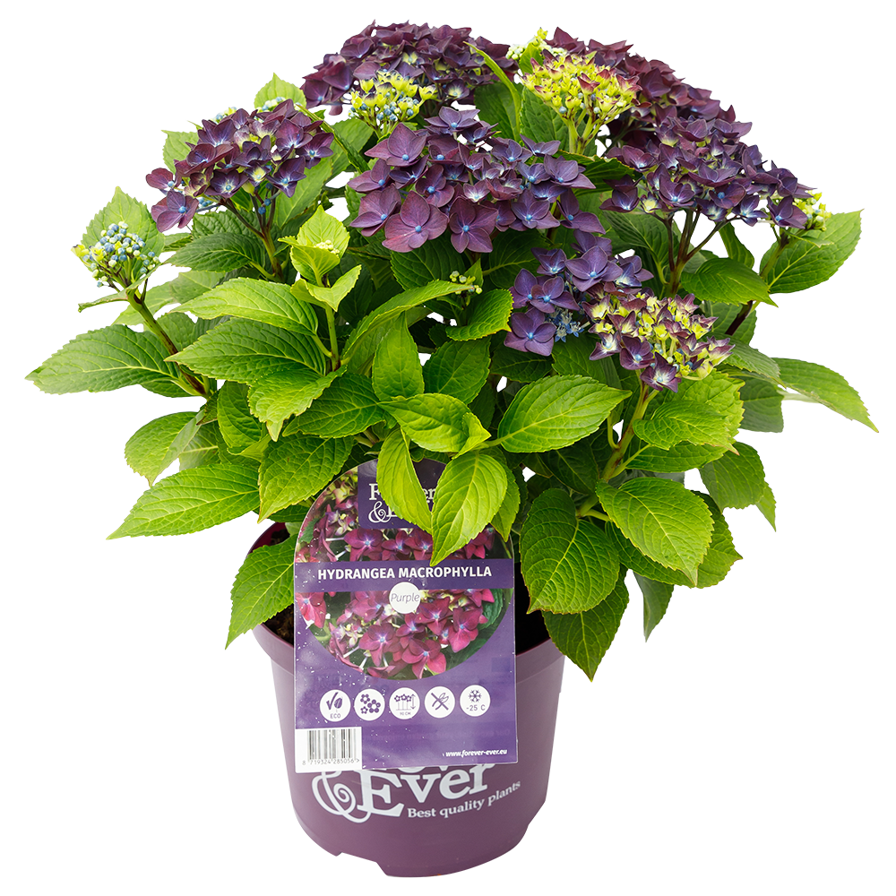 Hydrangea macr. Forever & Ever® Hortensia Paars