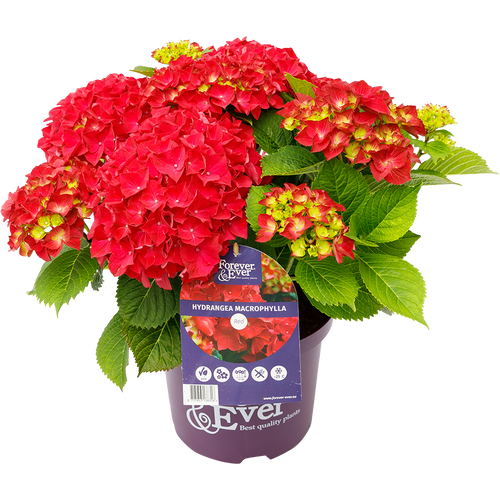 Hydrangea macr. Forever & Ever® Rood Hortensia