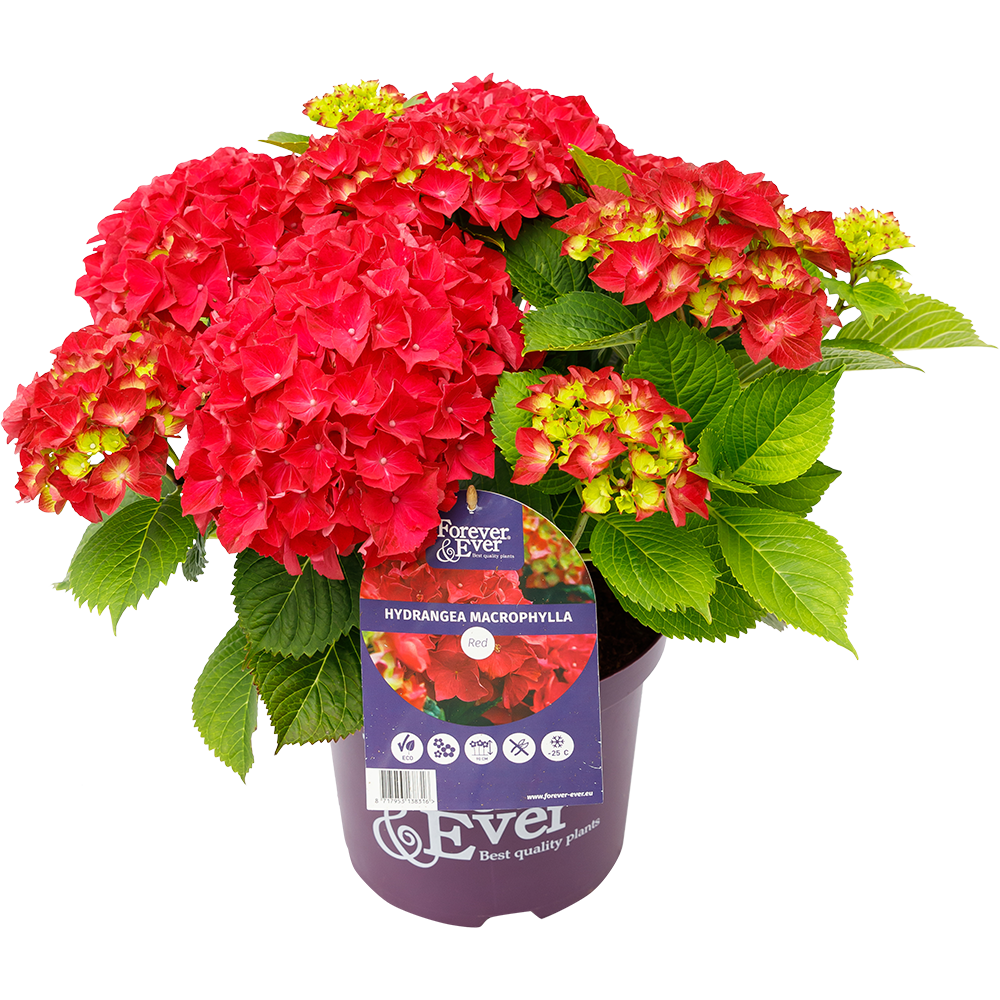 Hydrangea macr. Forever & Ever® Rood Hortensia