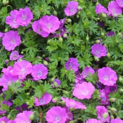 Geranium sang. 'Max Frei' - Ooievaarsbek Roze