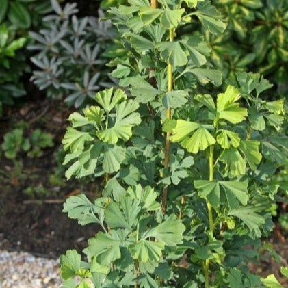 Ginkgo bil. 'Menhir'