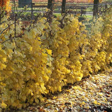 Afbeelding in Gallery-weergave laden, Ginkgo bil. &#39;Saratoga&#39;
