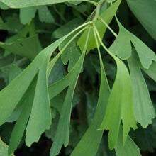 Afbeelding in Gallery-weergave laden, Ginkgo bil. &#39;Saratoga&#39;
