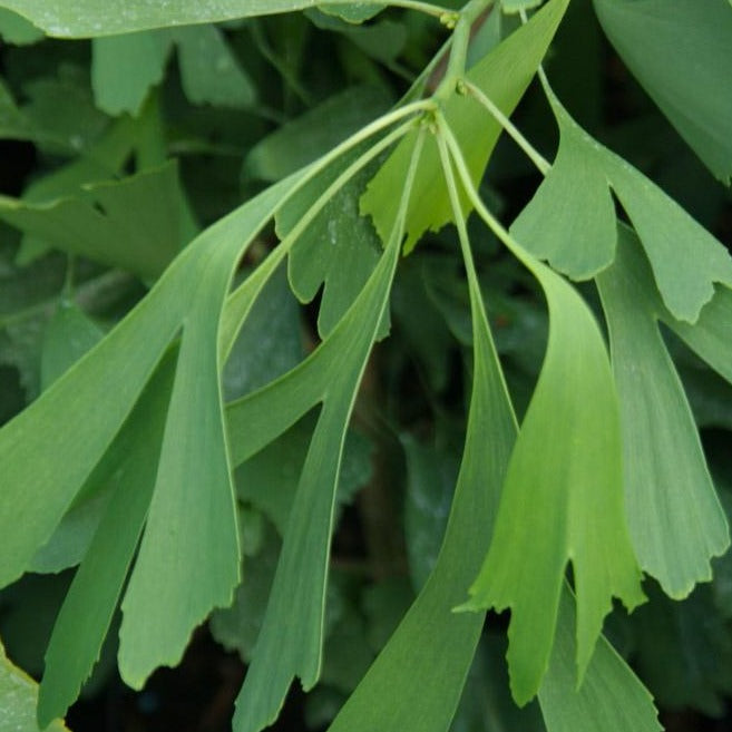 Ginkgo bil. 'Saratoga'