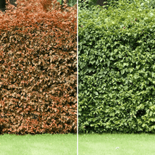 Afbeelding in Gallery-weergave laden, Groene beukenhaag (Fagus sylvatica) in pot pakket dubbele rij per meter - Tuinplantenloods
