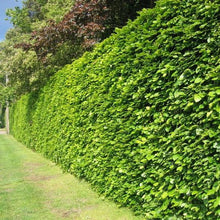 Afbeelding in Gallery-weergave laden, Groene beukenhaag (Fagus sylvatica) in pot pakket dubbele rij per meter - Tuinplantenloods
