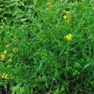 Hypericum dens. Buttercup