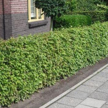 Haagbeuk (Carpinus betulus) wortelgoed pakket enkele rij per meter - Tuinplantenloods