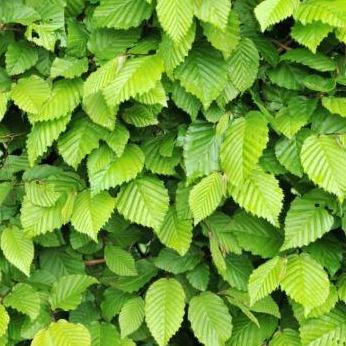 Haagbeuk (Carpinus betulus) wortelgoed pakket enkele rij per meter - Tuinplantenloods