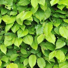 Afbeelding in Gallery-weergave laden, Haagbeuk (Carpinus betulus) wortelgoed pakket enkele rij per meter - Tuinplantenloods
