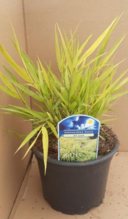 Hakonechloa macra 'All Gold' - Japans bosgras