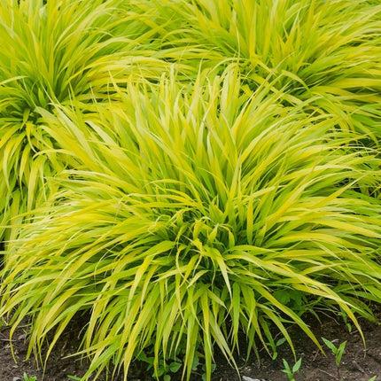 Hakonechloa macra 'All Gold' - Japans bosgras
