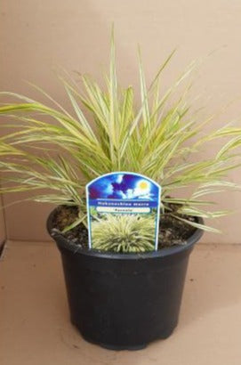 Hakonechloa macra 'Aureola' - Siergras