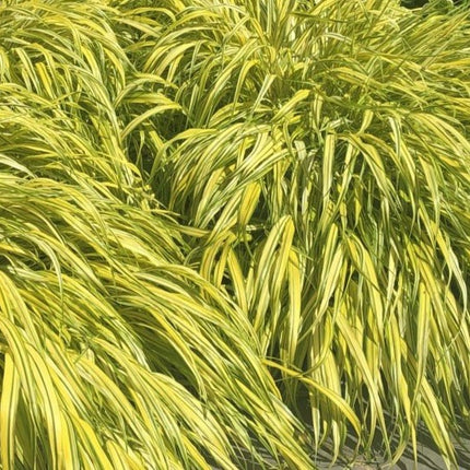 Hakonechloa macra 'Aureola' - Siergras