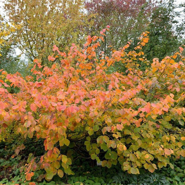 Hamamelis intermedia Feuerzauber - Hazelaar
