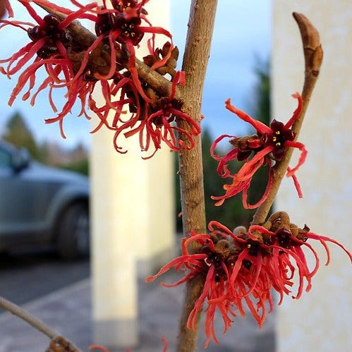 Hamamelis Feuerzauber Hazelaar