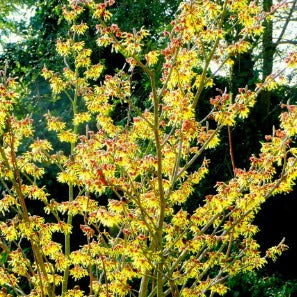 Hamamelis int. 'Arnold Promise'