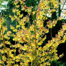 Afbeelding in Gallery-weergave laden, Hamamelis int. &#39;Arnold Promise&#39;
