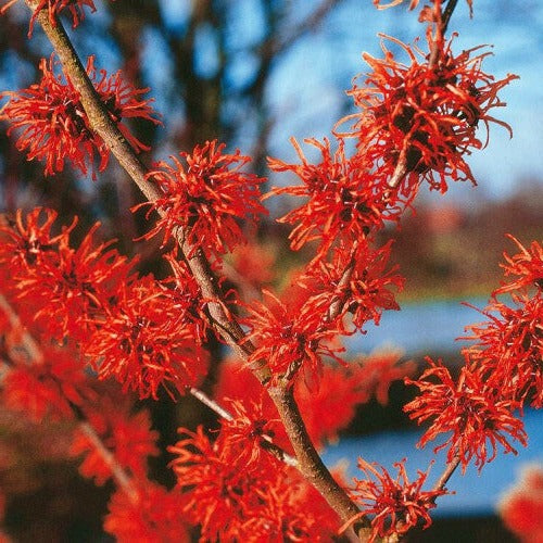 Hamamelis int. 'Diane' bloem