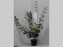 Afbeelding in Gallery-weergave laden, Hamamelis int. &#39;Arnold Promise&#39;
