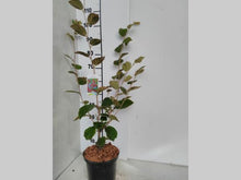 Afbeelding in Gallery-weergave laden, Hamamelis int. &#39;Diane&#39; - Hazelaar
