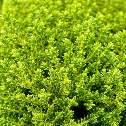 Hebe 'Emerald Gem'